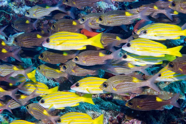 Barevné sladké rty ryb ln Maledivy — Stock fotografie