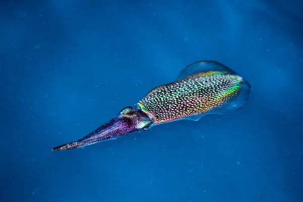 Squid cuttlefish underwater at night — Stock Photo, Image