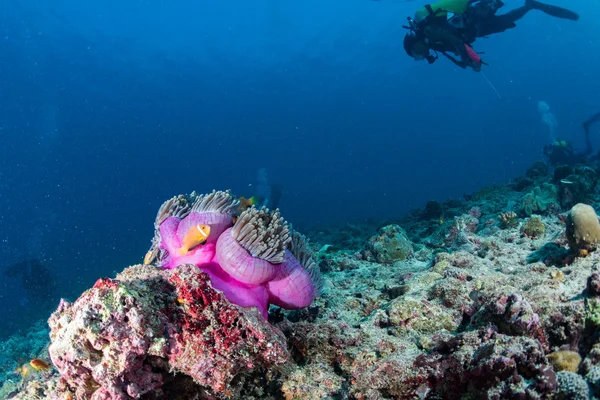 분홍색 자주색 네모 안에 광대 물고기 — 스톡 사진