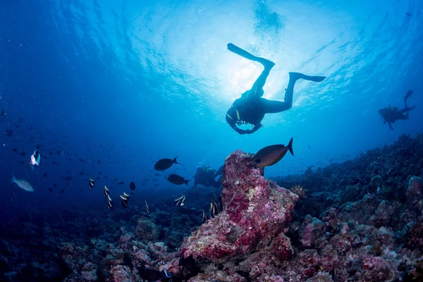Tauchen im bunten Riff unter Wasser — Stockfoto