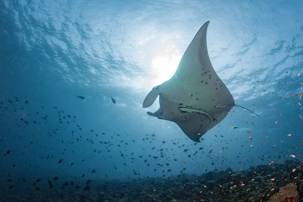 Manta in the blue background — Stock Photo, Image