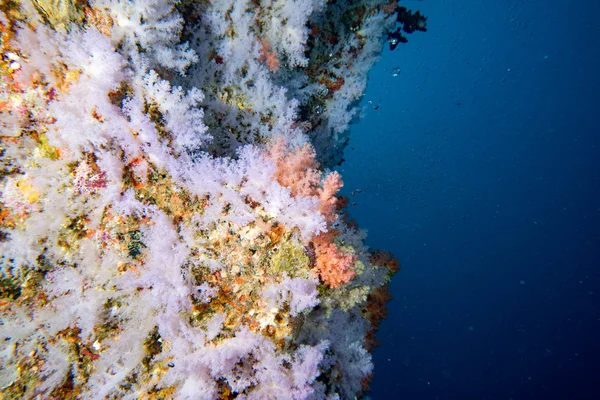 Alcyonarian yumuşak mercan duvar su altında — Stok fotoğraf