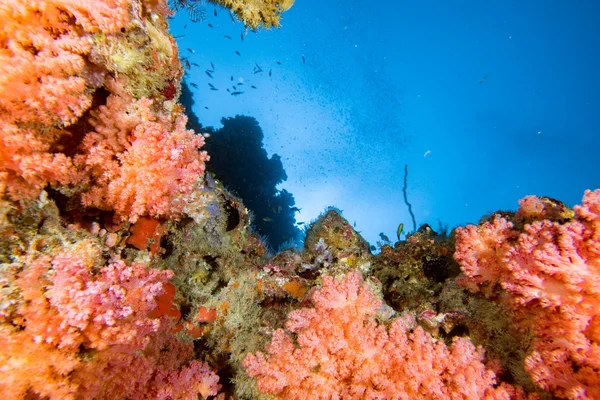 Miękki koral Alcyonarian ściany pod wodą — Zdjęcie stockowe