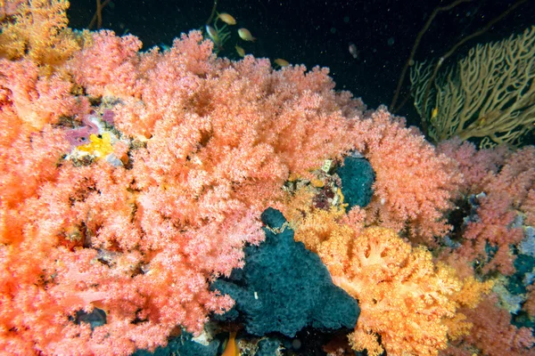 Alcyonarian Soft Coral väggen under vattnet — Stockfoto