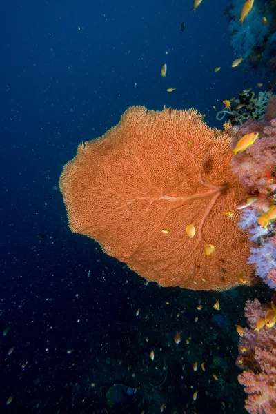 Alcyonarian pared de coral suave bajo el agua —  Fotos de Stock