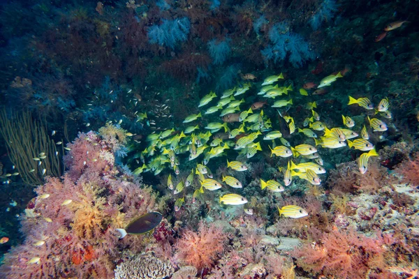 Renkli tatlı dudakları ln Maldivler balık — Stok fotoğraf