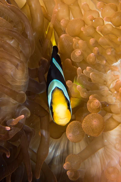 Рыба-клоун внутри красного анемона на Мальдивах — стоковое фото