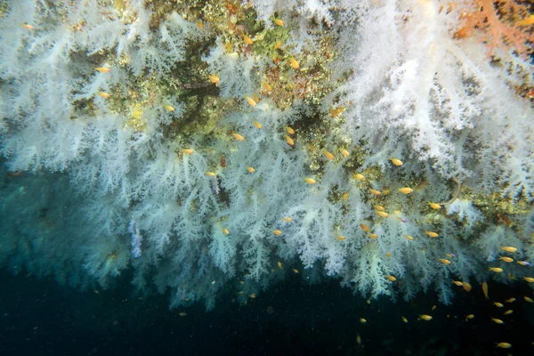 Alcyonarian 부드러운 산호 벽 수 중 — 스톡 사진