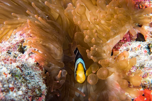 Clown fish inside red anemone in Maldives — Stock Photo, Image