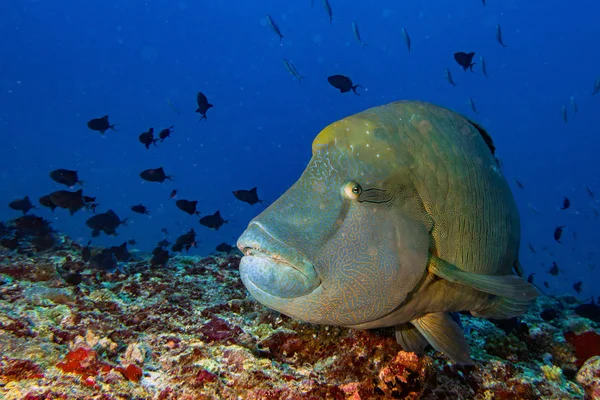 Napoleon fisken under vattnet i Maldiverna — Stockfoto