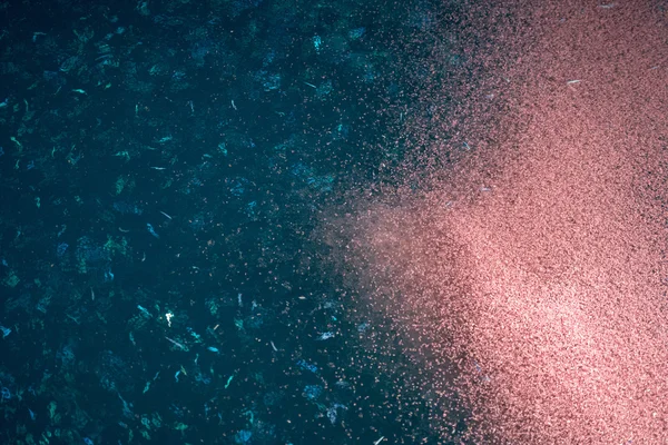 Krill detail makro di malam hari — Stok Foto