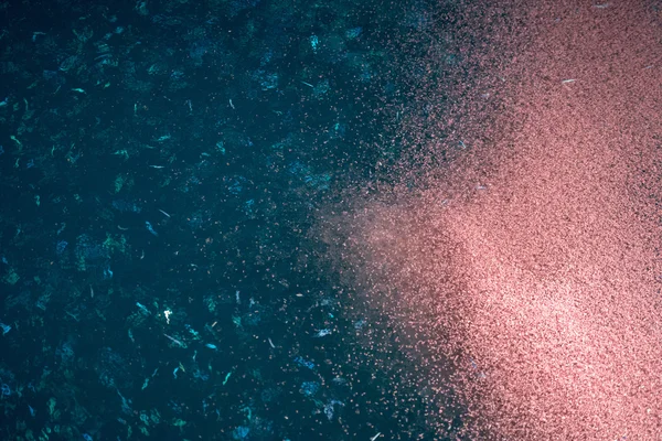 Krill Makro Detail in der Nacht — Stockfoto