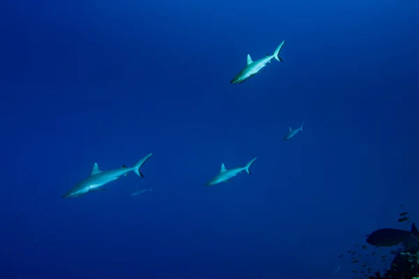 Tiburón gris listo para atacar bajo el agua —  Fotos de Stock