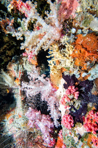 Navio naufrágio em maldivas oceano indiano — Fotografia de Stock