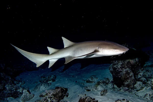 Nurse Shark närbild på svart på natten — Stockfoto
