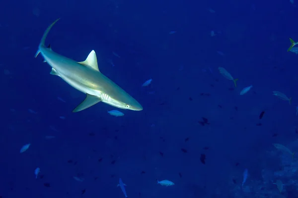 Requin gris prêt à attaquer sous l'eau — Photo