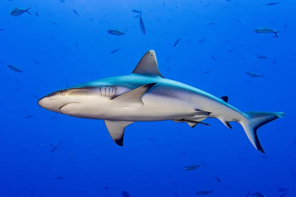 Šedý žralok připravena k útoku pod vodou — Stock fotografie