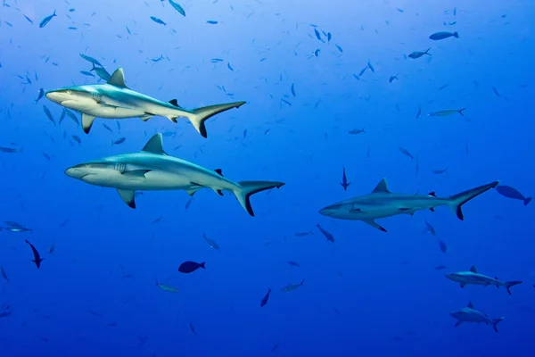 Šedý žralok připravena k útoku pod vodou — Stock fotografie