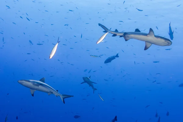 Сіра акула готова атакувати під водою — стокове фото