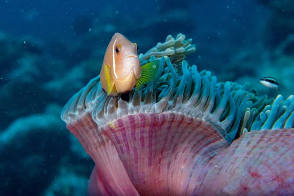 Peixe palhaço dentro de anêmona roxa rosa — Fotografia de Stock