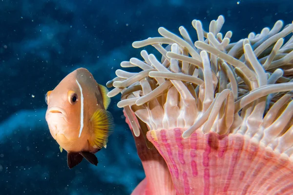 Clown vis binnen roze paars anemone — Stockfoto