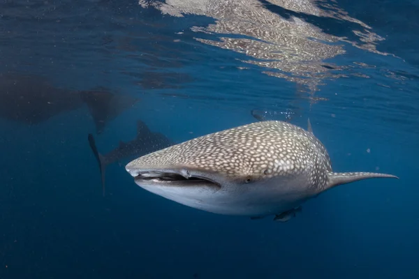 Žralok velryby k vám přichází pod vodou — Stock fotografie