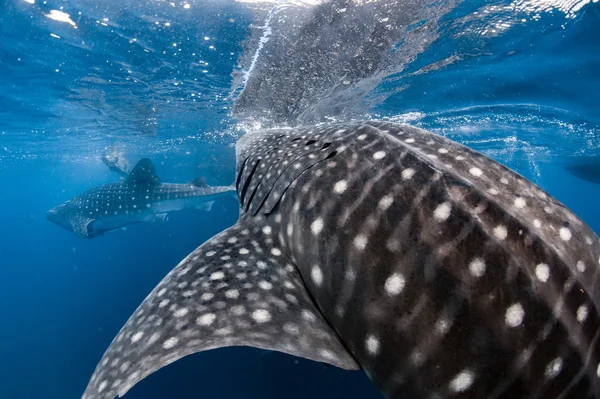 Китовая акула приближается к тебе под водой — стоковое фото