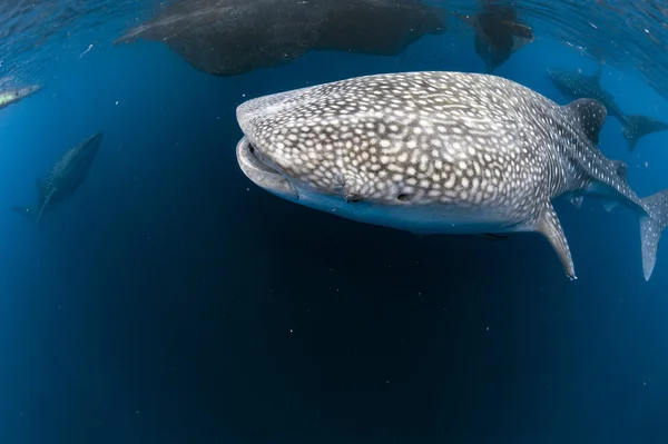 Rekin wielorybi, przychodzi do Ciebie pod wodą — Zdjęcie stockowe