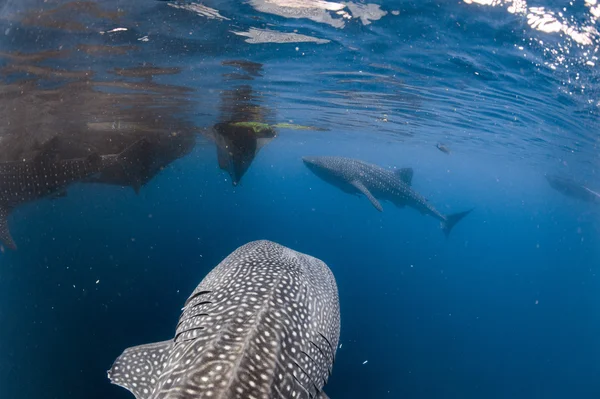 Squalo balena in arrivo sott'acqua — Foto Stock