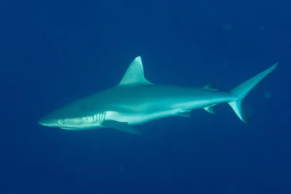 Tiburón gris listo para atacar bajo el agua —  Fotos de Stock