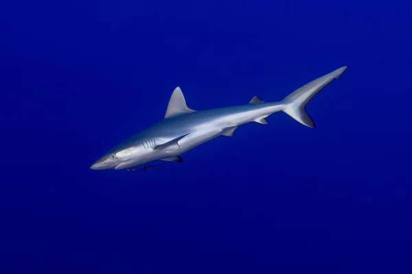 Szürke cápa készen áll a támadásra víz alatti — Stock Fotó