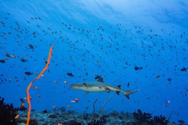 Harmaa hai valmiina hyökkäämään veden alla — kuvapankkivalokuva
