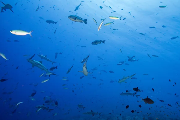 Requin gris prêt à attaquer sous l'eau — Photo