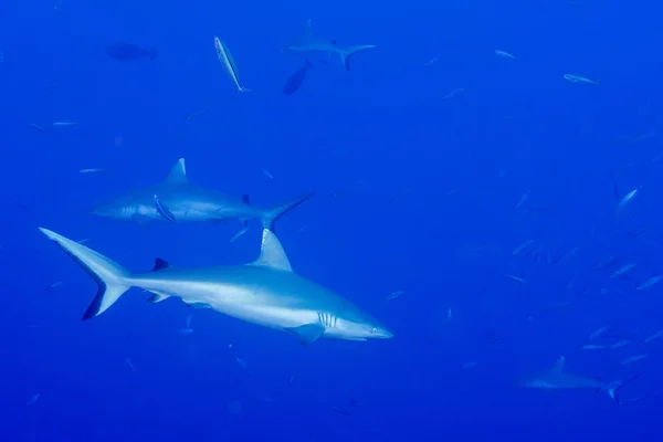Tubarão cinzento pronto para atacar subaquático — Fotografia de Stock
