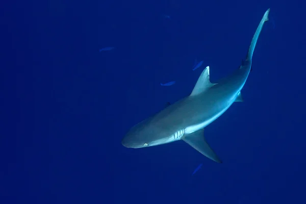 Серая акула готова к атаке под водой — стоковое фото