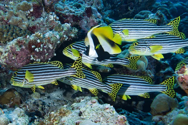 Maldives corals house for Fishes — Stock Photo, Image