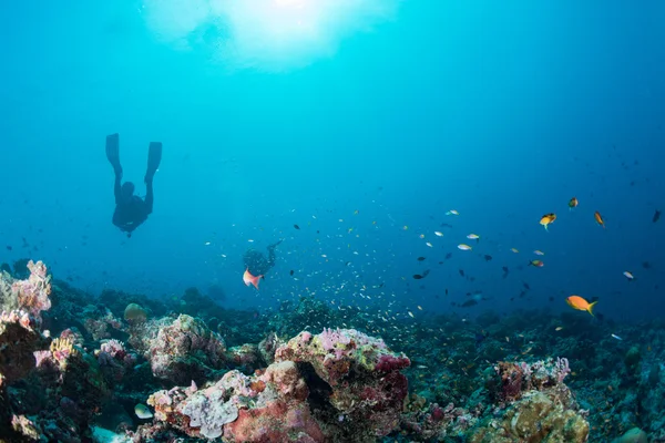 魚のモルディブのサンゴの家 — ストック写真