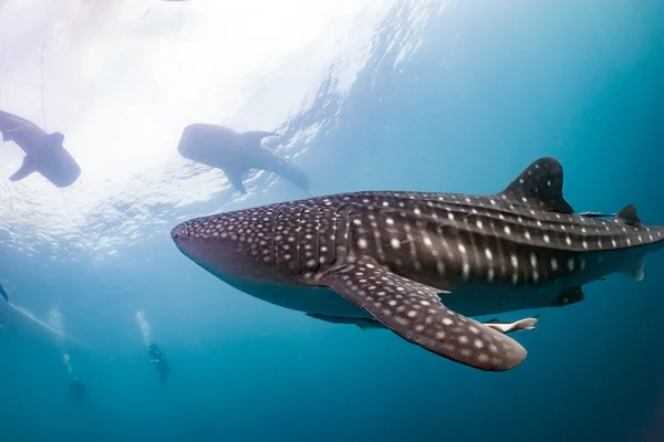 Tiburón ballena viniendo a ti bajo el agua — Foto de Stock