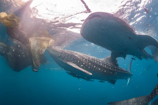 Balina köpekbalığı sualtı geliyor — Stok fotoğraf