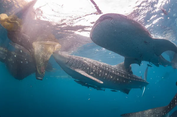 Tiburón ballena viniendo a ti bajo el agua — Foto de Stock