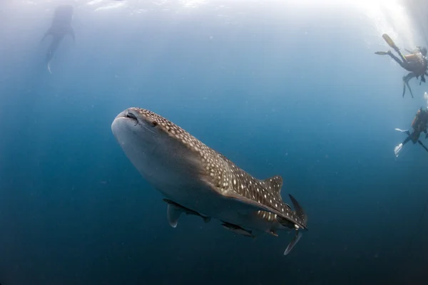 Whale Shark coming to you underwater — Stock Photo, Image