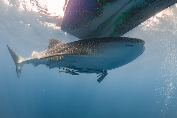 Tiburón ballena viniendo a ti bajo el agua — Foto de Stock