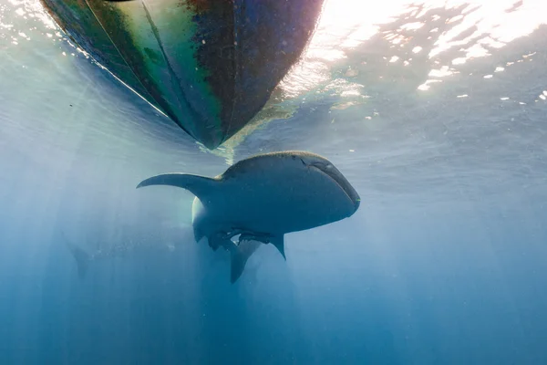 Tubarão-baleia vindo para você debaixo d 'água — Fotografia de Stock