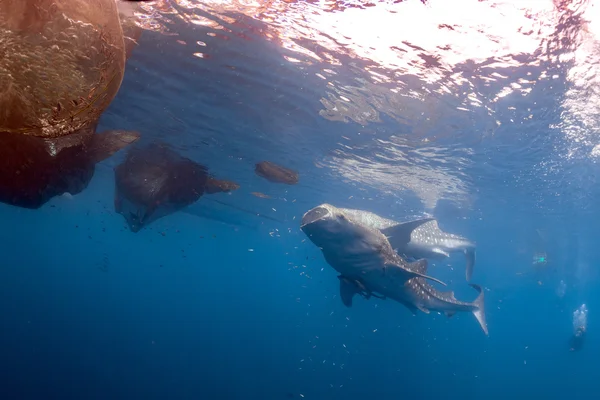 Tiburón ballena viniendo a ti bajo el agua —  Fotos de Stock