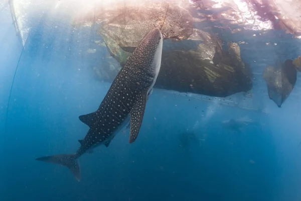 Tiburón ballena viniendo a ti bajo el agua — Foto de Stock