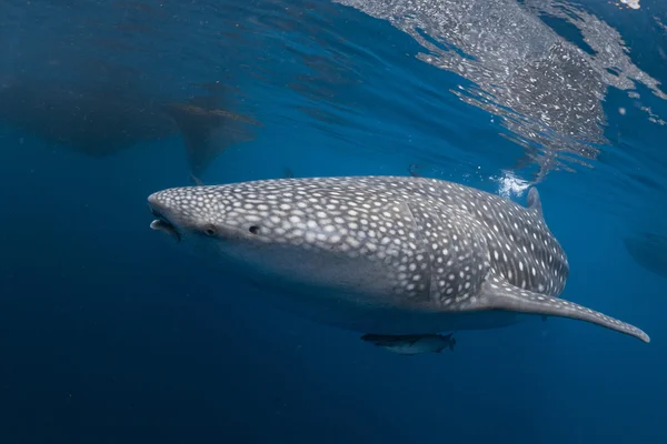 Tiburón ballena viniendo a ti bajo el agua —  Fotos de Stock