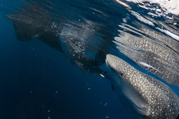 Tiburón ballena viniendo a ti bajo el agua —  Fotos de Stock