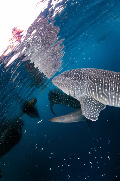 Китовая акула приближается к тебе под водой — стоковое фото