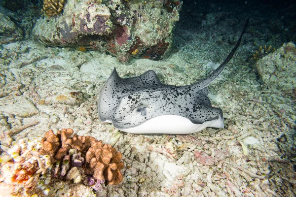 Peixe de raia-preta gigante — Fotografia de Stock