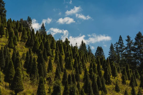 Weihnachtskiefernfarm Wald Zwischen Den Bergen Mexikos Der Gemeinde Xonacatlan — Stockfoto